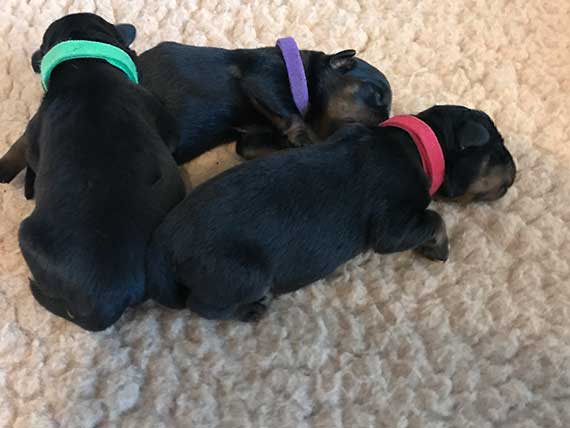 puppy's K-nest week 1